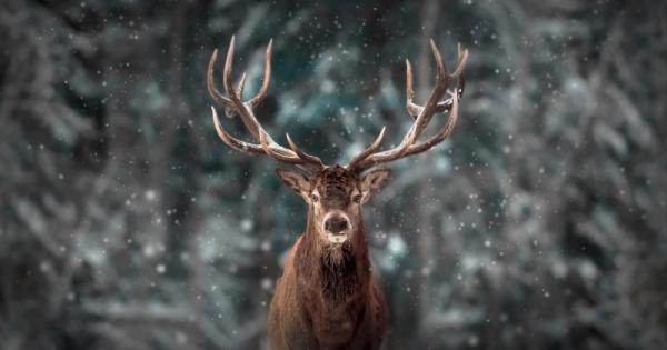 Live Science пише че и женският северен елен има рога