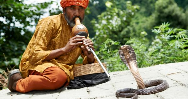 Въпреки че могат да усещат звуци змиите нямат външни уши