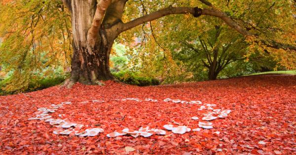 Тези красиви приказни кръгове от гъби известни още като елфически
