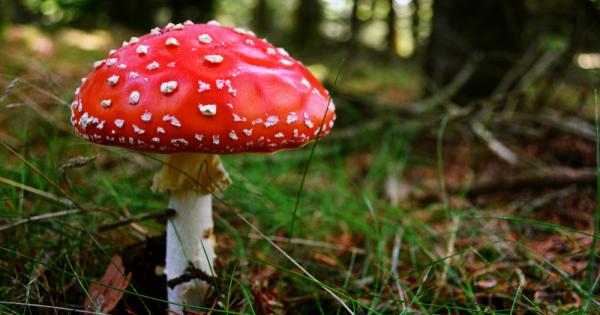 Знаете ли че в сурово състояние почти всички гъби са