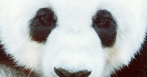Рядка панда албинос е била заснета с камера в природен