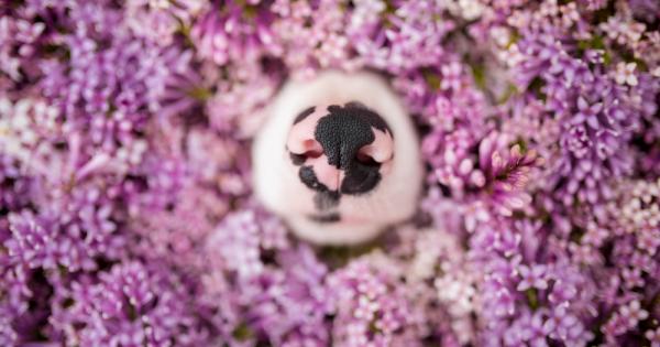 Вероятно сте чували че кучетата виждат с носовете си Това