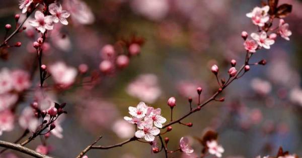 Палеонтолози откриха фосили на цъфтящи растения на 174 милиона години