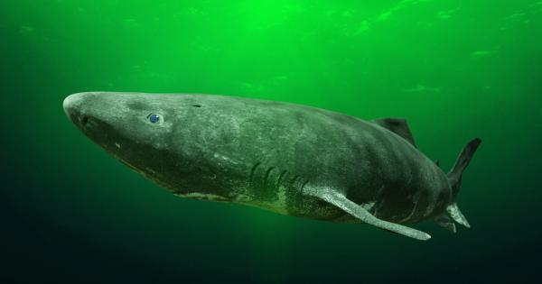 Учени се натъкнаха на жива акула от вида грендландска полярна,