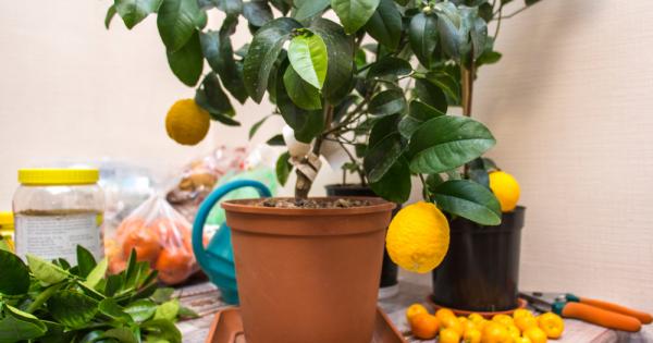 Предлагаме ви един интересен списък с плодови дръвчета които можете