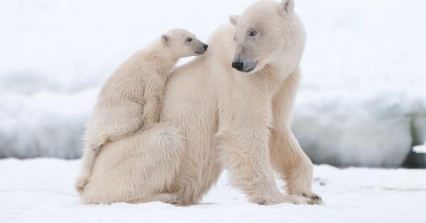 Знаете ли че козината на белите мечки не е бяла