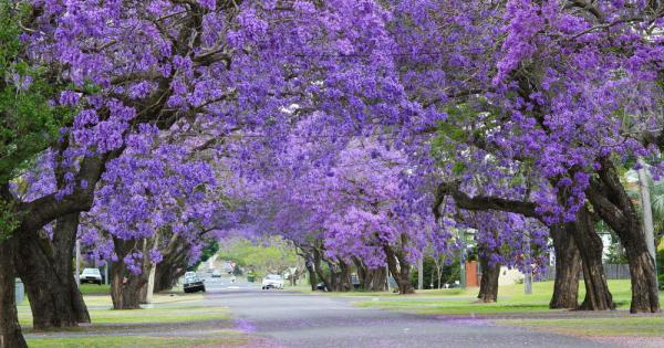 Всяка пролет японците честват разцъфването на пролетните цветове под формата