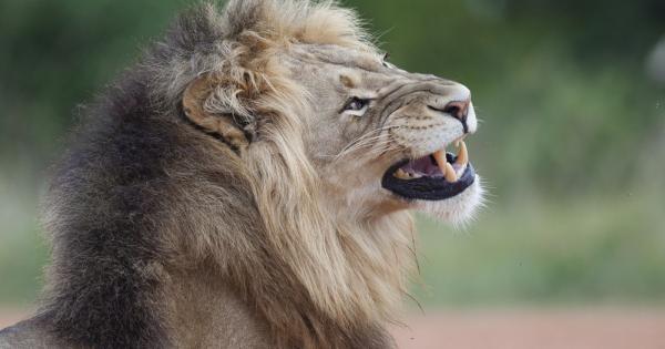 Един бивол успява да спаси от сигурна смърт своя приятел