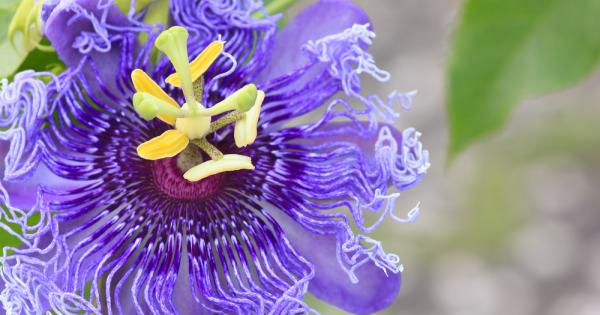 Хенри Бийчър някога бе казал следното Цветята са най сладкото нещо