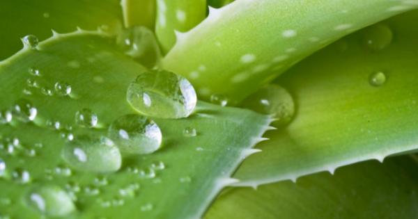 Следващият път когато се спрете за да вдъхнете уханието на