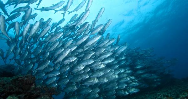 Според нов доклад за бъдещето на глобалното предлагане на риба