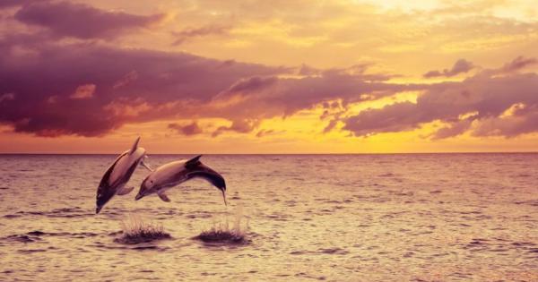 Изследване показва че красивите морски бозайници споделят с нас сходни