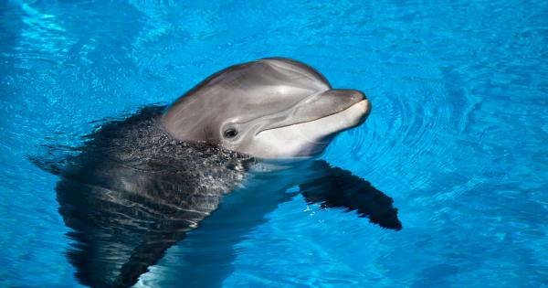 Във Варненския делфинариум се радват на бебе за първи път