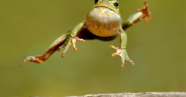 Жабите първо са се научили да скачат едва по късно някои