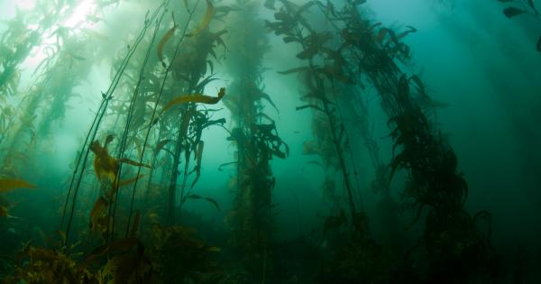 Гигантското кафяво морско водорасло Macrocystis pyrifera расте с около 60 70