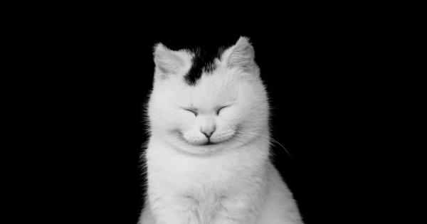 От самодоволни до глуповати и сладки тези усмихващи се котки