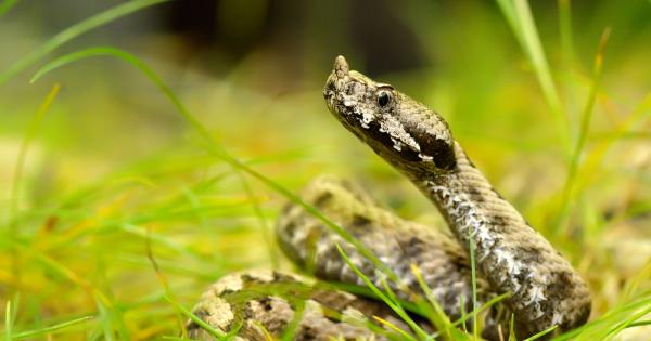Въпреки че фатални случаи при ухапване от змии в България