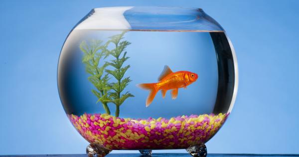 Сигурно сте чували да казват че да имаш риби не