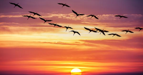 Решила враната тази есен да тръгне на юг с ято