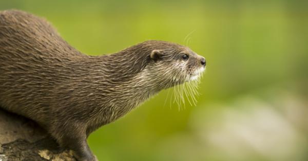 Видрата е интересно животно тя е вид хищен бозайник