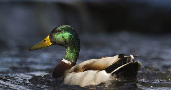 При патиците естествено много от нещата остават под повърхността Но