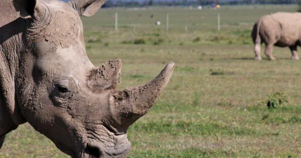Последен шанс за спасяването на белия северен носорог Учени успяха