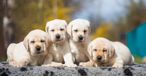 Джоана Джъстис собственичка на голдън ретривър в германския град Вермелскирхен