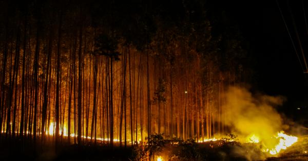 Пожарите в Амазония тази година – най силните от 2010 г