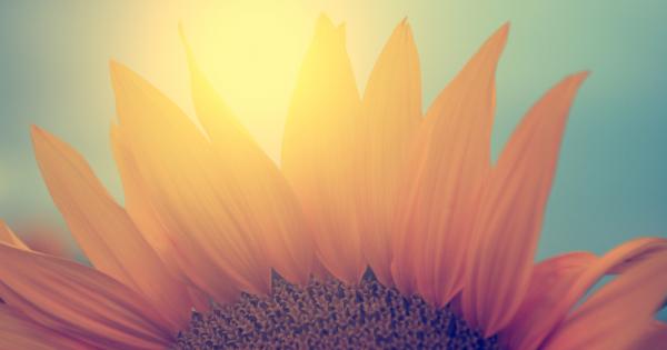 Ако попитате една муха дали е виждала цветя там където