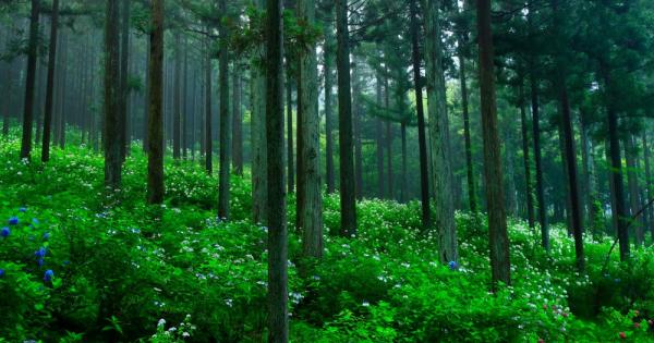 Бяла върба черна и бяла топола полски ясен черна елша