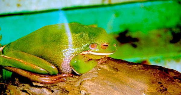 Нови изследвания показват че жабите Goliath най големият вид жаби
