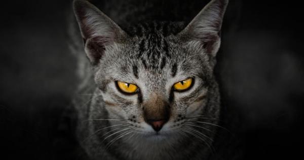 Котката на Шрьодингер е персонаж от изглеждащ парадоксално мисловен експеримент предложен от Е Шрьодингер
