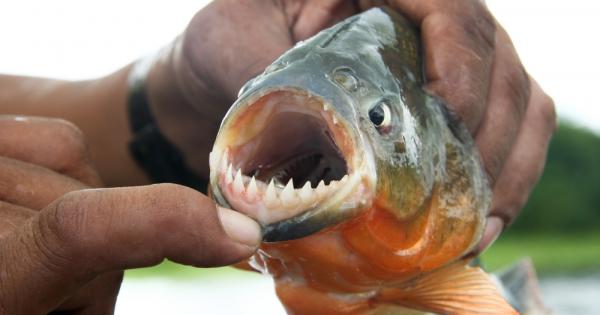 Южноамериканска риба със зъби изключително наподобяващи човешките зъби започнала да
