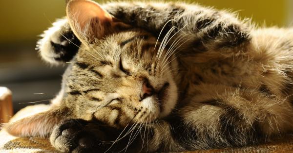 Проучванията показват че ако гледате клипове с котки в интернет ще