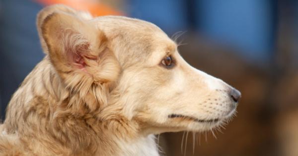 Един ден край събрание от котки мина едно мъдро куче То