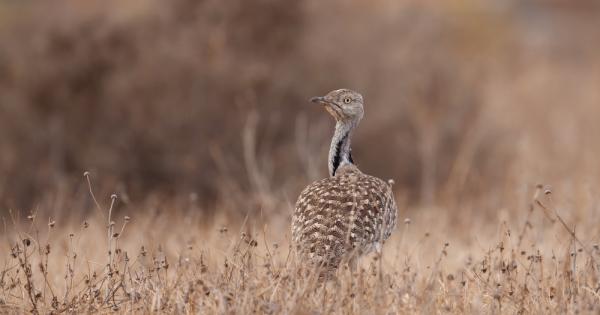Ако искате да родите здраво и успешно потомство отделете малко