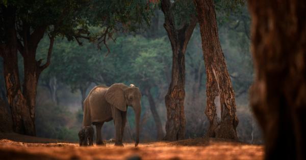Ако не вземем мерки в рамките на няколко десетилетия африканските