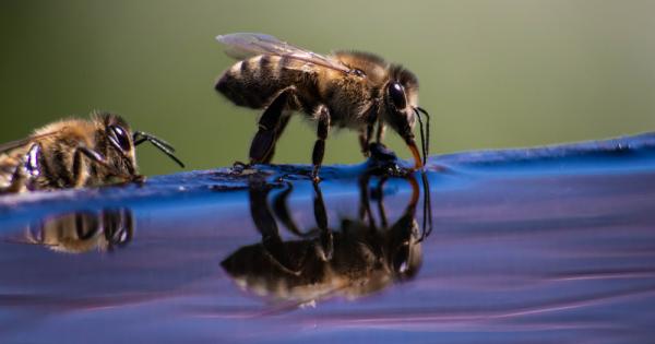 Изследване показва че падналите във вода пчели използват крилата си