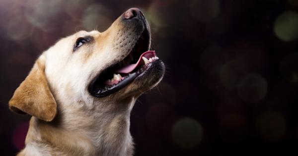 Трополенето на малки крачета е един от любимите ми звуци