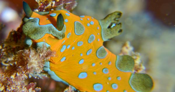 Животински видове които имат сходна анатомия на мозъка са били