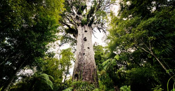 Никой не знае колко точно старо е дървото Тане Махута Може