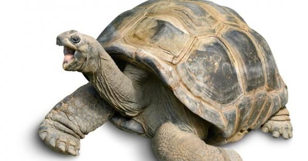 Да дишаш или да не дишаш понякога това е въпросът