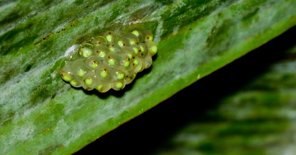 Ако някога сте се чудили как точно изглежда деленето на