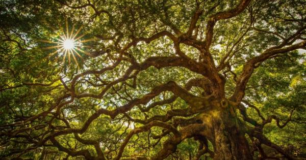 Директивите на Натура 2000 са годни да изпълняват предназначението си