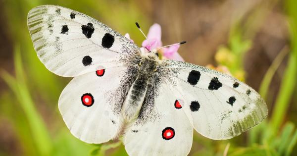 Колко ли скучни ще изглеждат цветните поляни ако ги няма