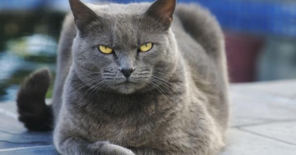 Скорошно проучване на Университета на Единбург както и на зоопарка