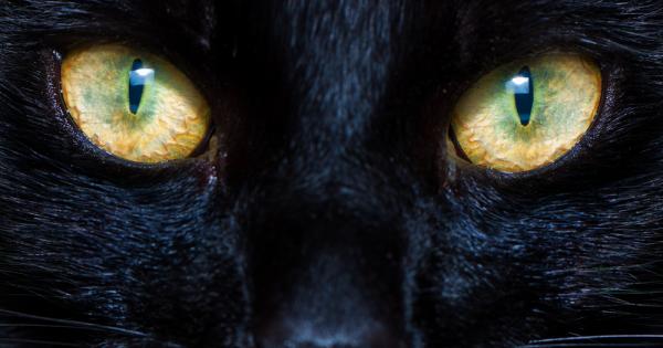 Котките имат едни от най-уникалните очи в царството на животните.