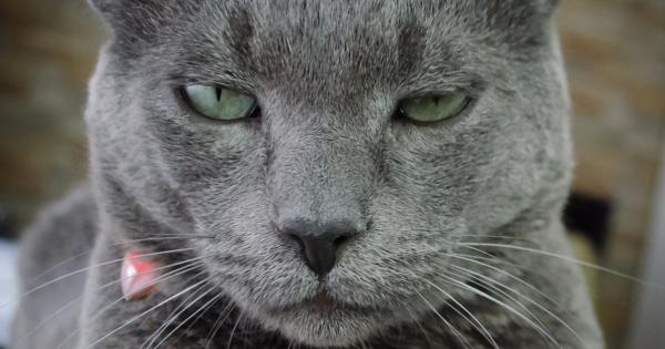 1 Котките никога не закъсняват за вечеря 2 Котките винаги са