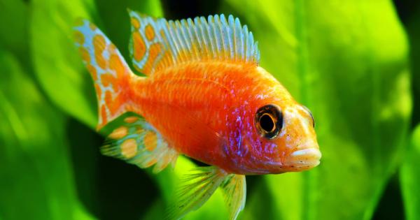 Или поне така е при някои риби В света на