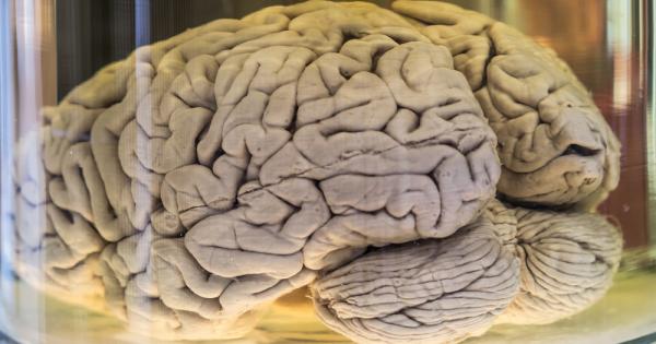 Учените успяват да изолират мозъците на кучета котки и маймуни